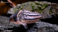 Corydoras sp."C133"  "Sunset Cory"