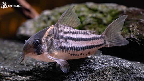 Corydoras sp."C133"  "Sunset Cory"