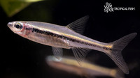 Trigonopoma gracile "Graceful Rasbora"