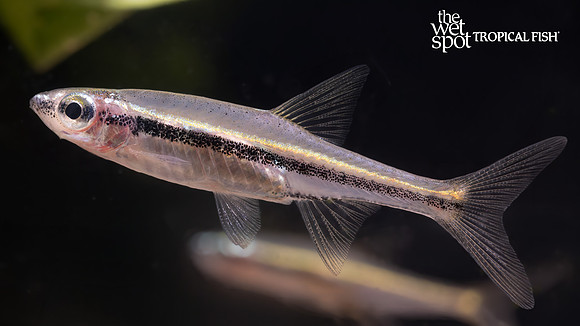 Trigonopoma gracile "Graceful Rasbora"
