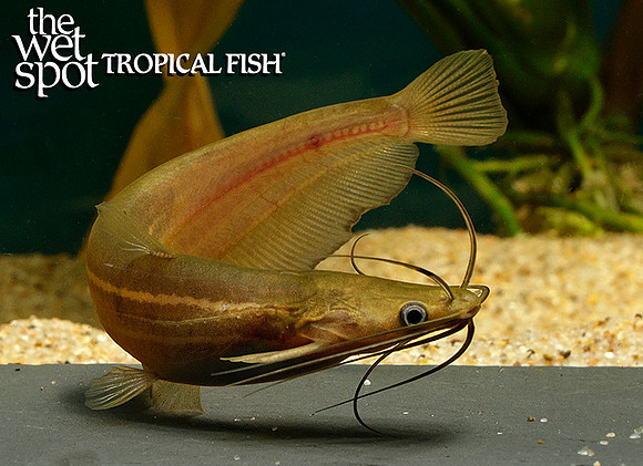 Heteropneustes fossilis - Asian Stinging Cat