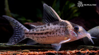 Corydoras robustus "Robust Cory" "Brazil"