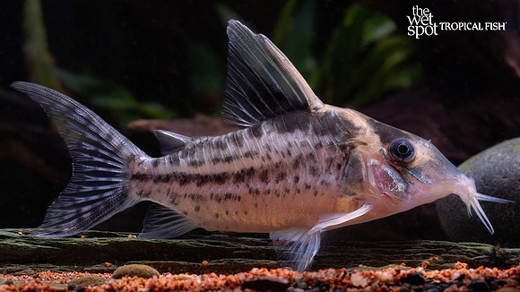 Corydoras robustus "Robust Cory" "Brazil"