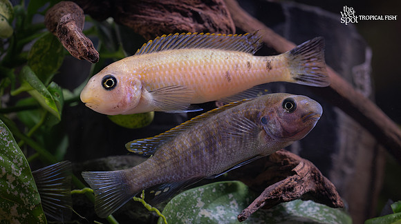 Labeotropheus fuelleborni "OB"