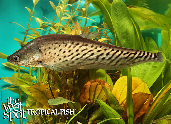 Chitala blanci "Royal Clown Knife"