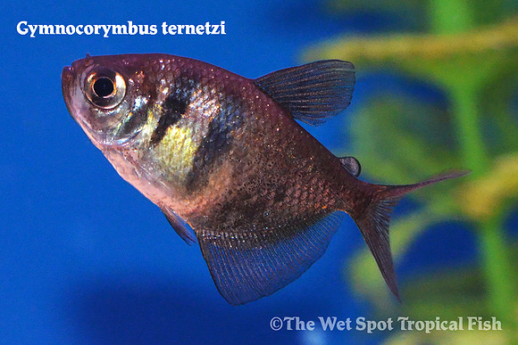 Gymnocorymbus ternetzi - Black Skirt Tetra