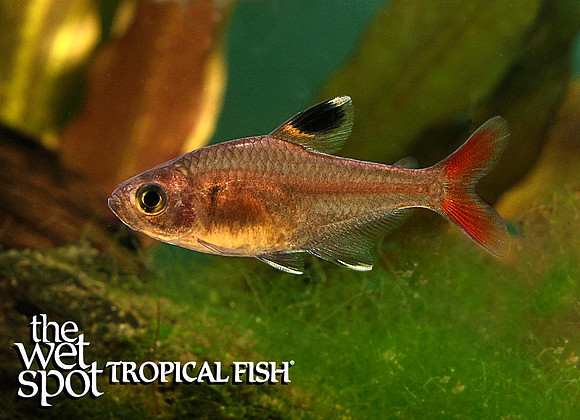 Hyphessobrycon micropterus"Strawberry Tetra"
