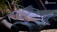 Corydoras fulleri "Fuller's Cory"