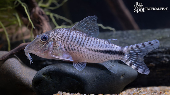 Corydoras fulleri "Fuller's Cory"