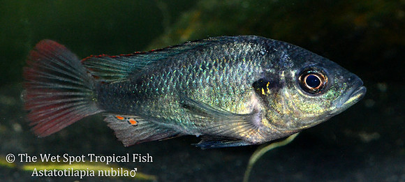 Astatotilapia nubila