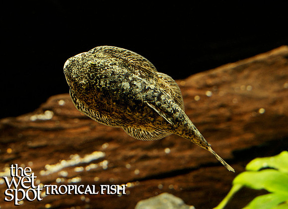 Sewellia sp. "Brown Mosaic Hillstream Loach"