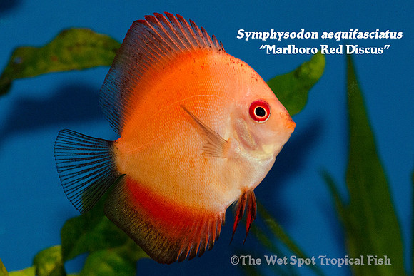 Symphysodon aequifasciatus - Marlboro Red Discus
