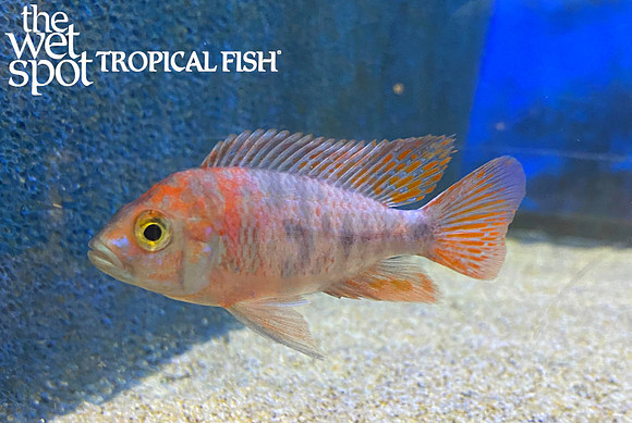 Aulonocara sp. "OB Peacock" "Red Form"