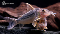 Corydoras seussi "Brazil"
