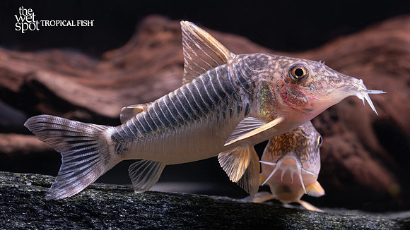 Corydoras seussi "Brazil"