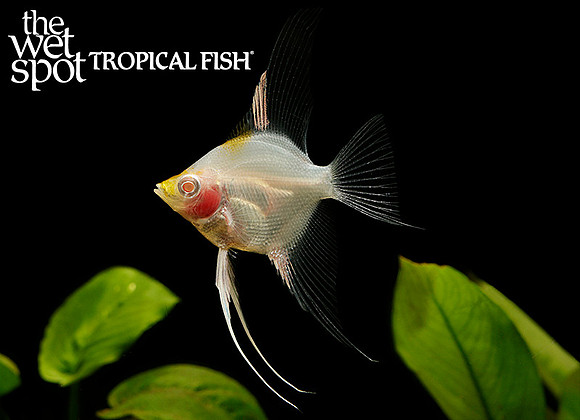 Pterophyllum scalare - Albino Red Cap Angelfish