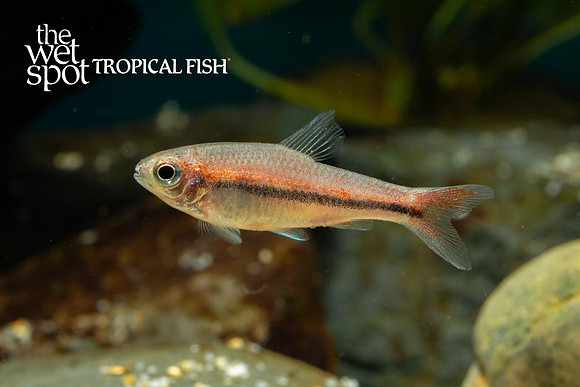 Neolebias trewavasae - Trewava's Neolebias