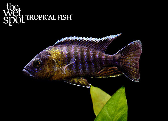 Aulonocara sp. "Trematocranus Masinje"