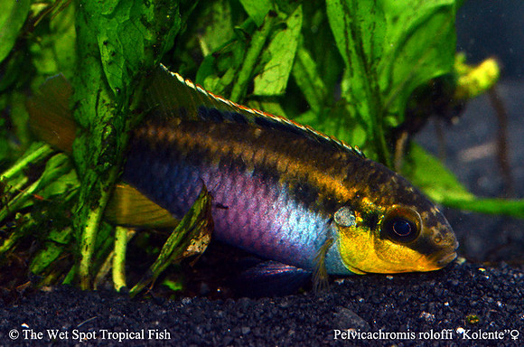 Pelvicachromis roloffi "Kolente" ♀