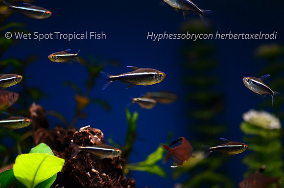 Hyphessobrycon herbertaxelrodi - Black Neon Tetra