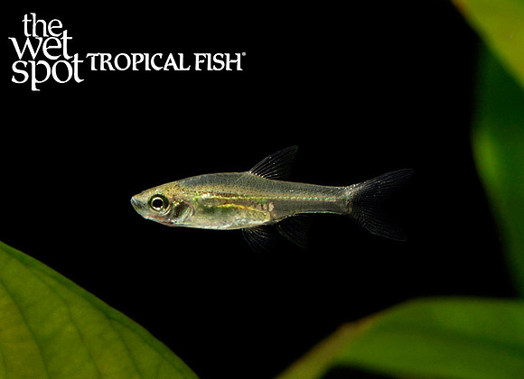 Horadandia brittani "Dwarf Fire Rasbora"
