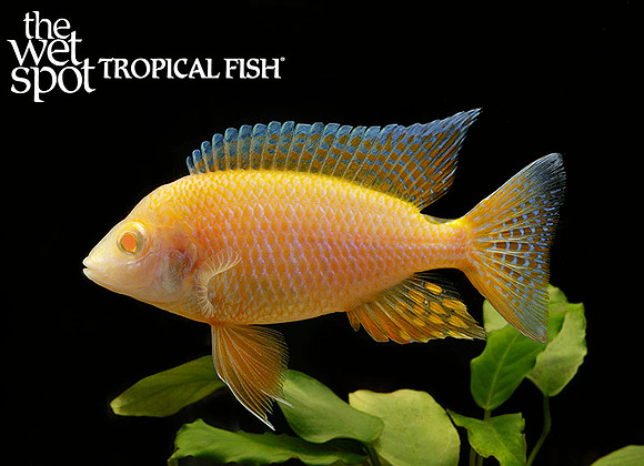 Aulonocara sp."Maleri" "Albino"