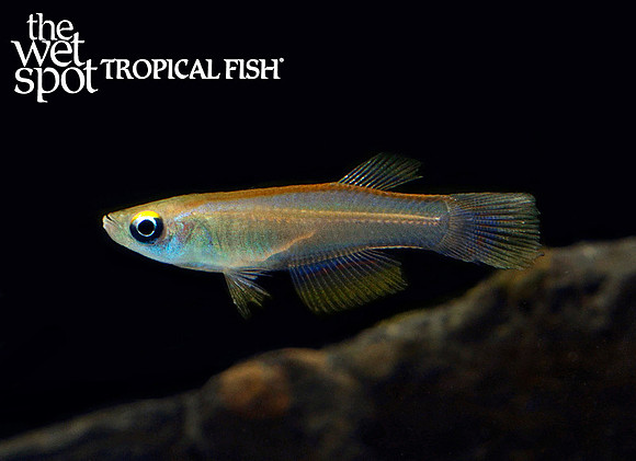 Procatopus aberrans "Blue-Green Lampeye Killi"