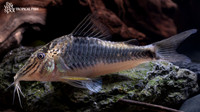 Corydoras fowleri "Huanta Cory" "Peru"