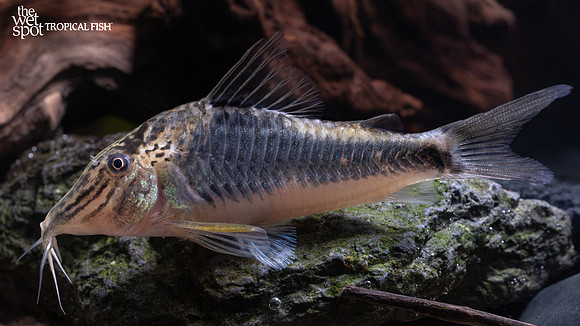 Corydoras fowleri "Huanta Cory" "Peru"