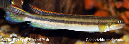 Gobiocichla ethelwynnae