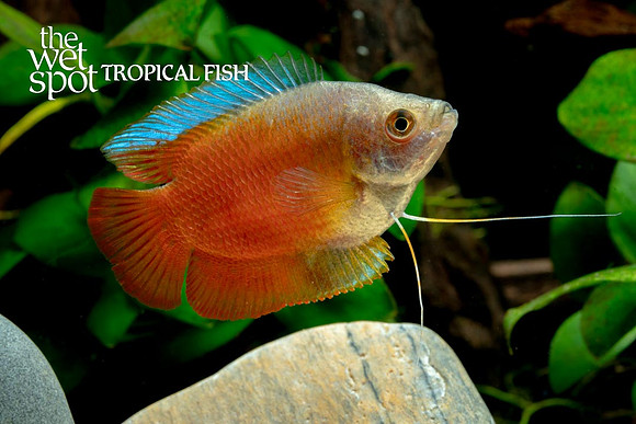 Trichogaster lalius - Red Flame Dwarf Gourami ♂