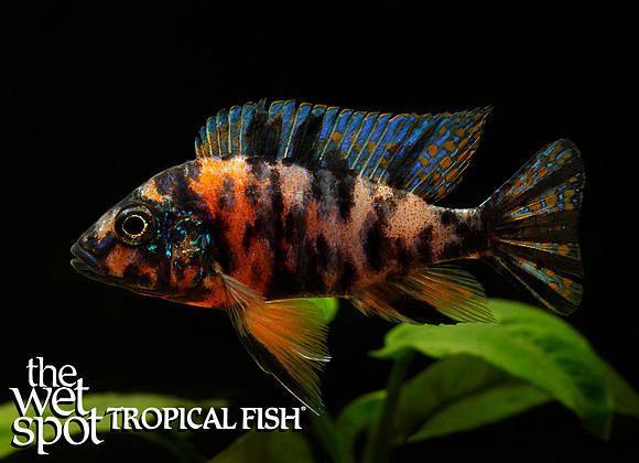 Aulonocara sp.  OB Peacock