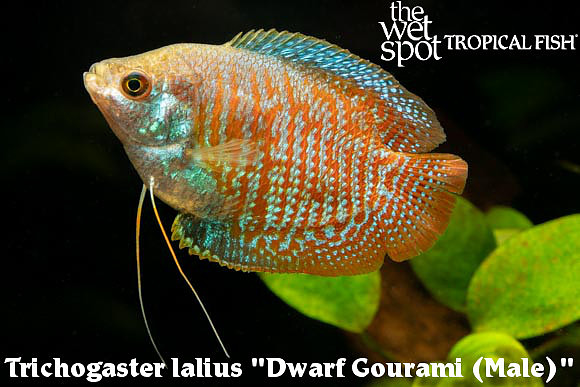 Trichogaster lalius - Dwarf Gourami ♂