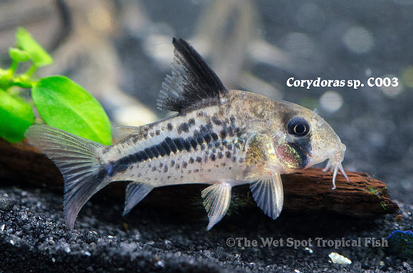 Corydoras sp. C003 - Decker Cory