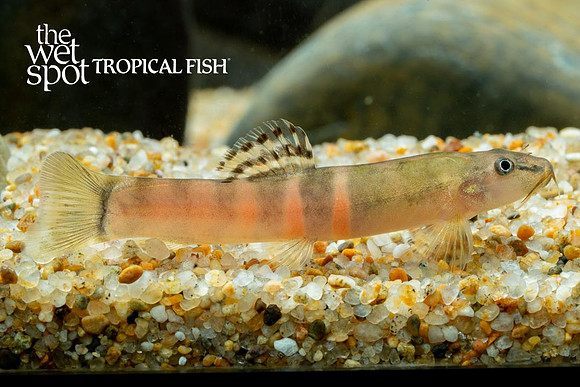 Schistura balteata - Sumo Loach