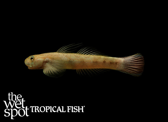 Sicyopterus lagocephalus - Red Tail Goby