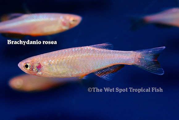Danio roseus - Rosy Danio