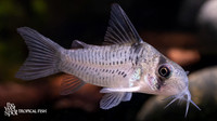 Corydoras sp."C096" "Armatus Type" "Peru"