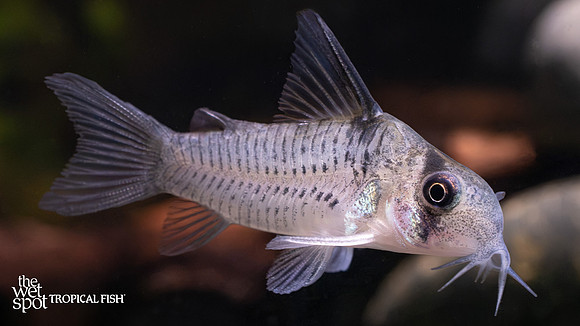 Corydoras sp."C096" "Armatus Type" "Peru"