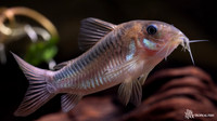 Corydoras zygatus "Black Band Cory"