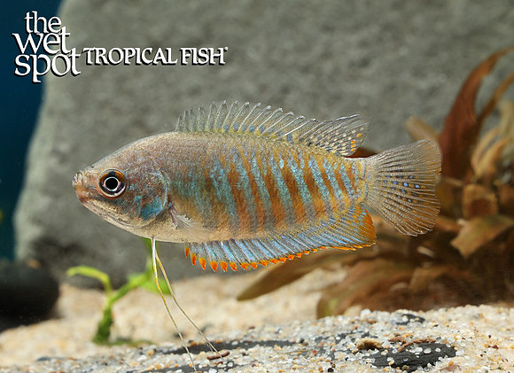 Trichogaster labiosa "Thicklip Gourami"