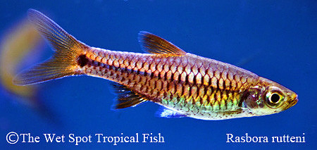 Rasbora rutteni - Blue Cardinal Rasbora