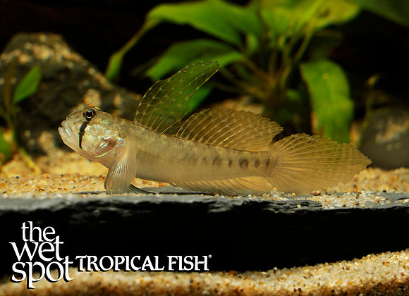 Oligolepis acutipennis -Sharptail Goby