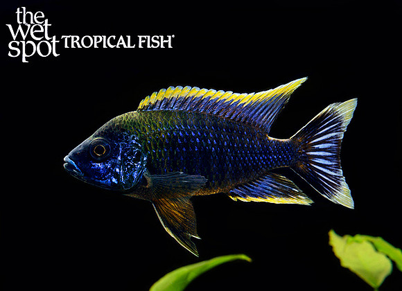 Aulonocara sp.   "Red Top Lwanda Peacock"