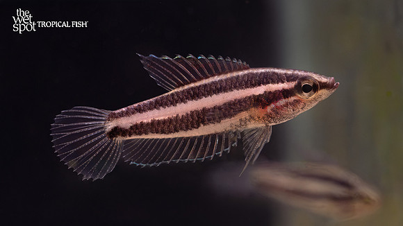 Parosphromenus sp.  "Belitung"
