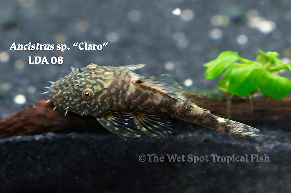 Ancistrus claro LDA08 - "Gold Marble Bushynose Pleco"