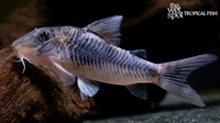 Corydoras geoffroy  "Wolf Cory"