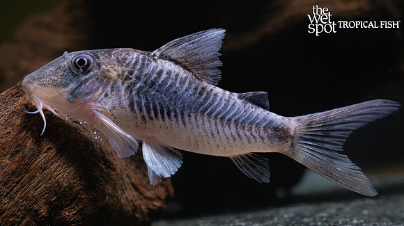 Corydoras geoffroy  "Wolf Cory"