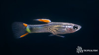 Poecilia cf. wingei "Black Green Snake Endler's Livebearer"