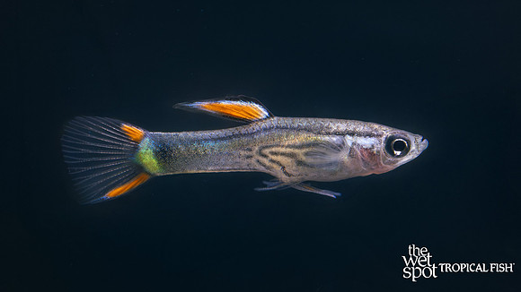 Poecilia cf. wingei "Black Green Snake Endler's Livebearer"